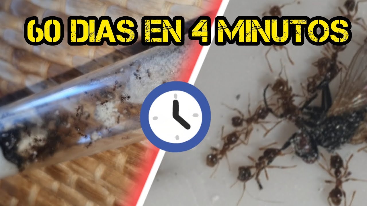 Criando hormigas: así crece mi colonia de Pheidole Pallidula en 60 días 🐜