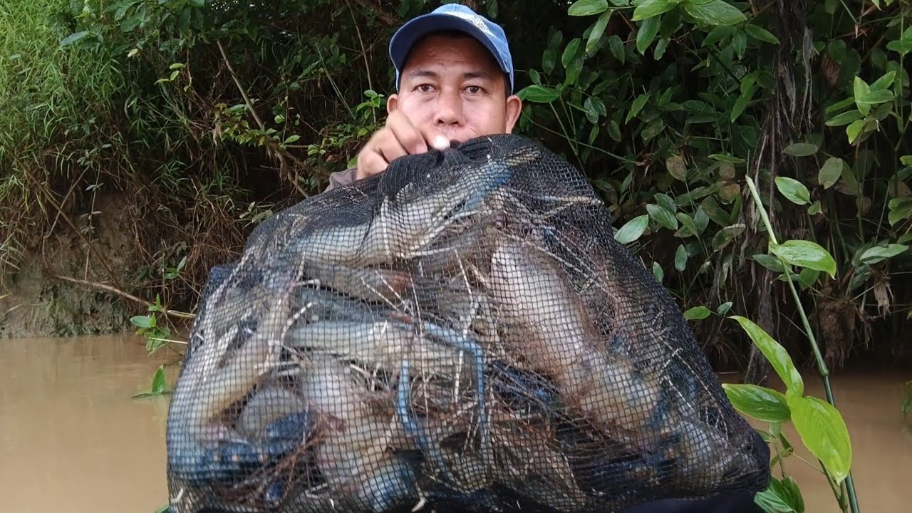 Terciduk!! Udang Galah Monster Dibawah Pohon Tua Raksasa/Mancing Udang Galah Monster