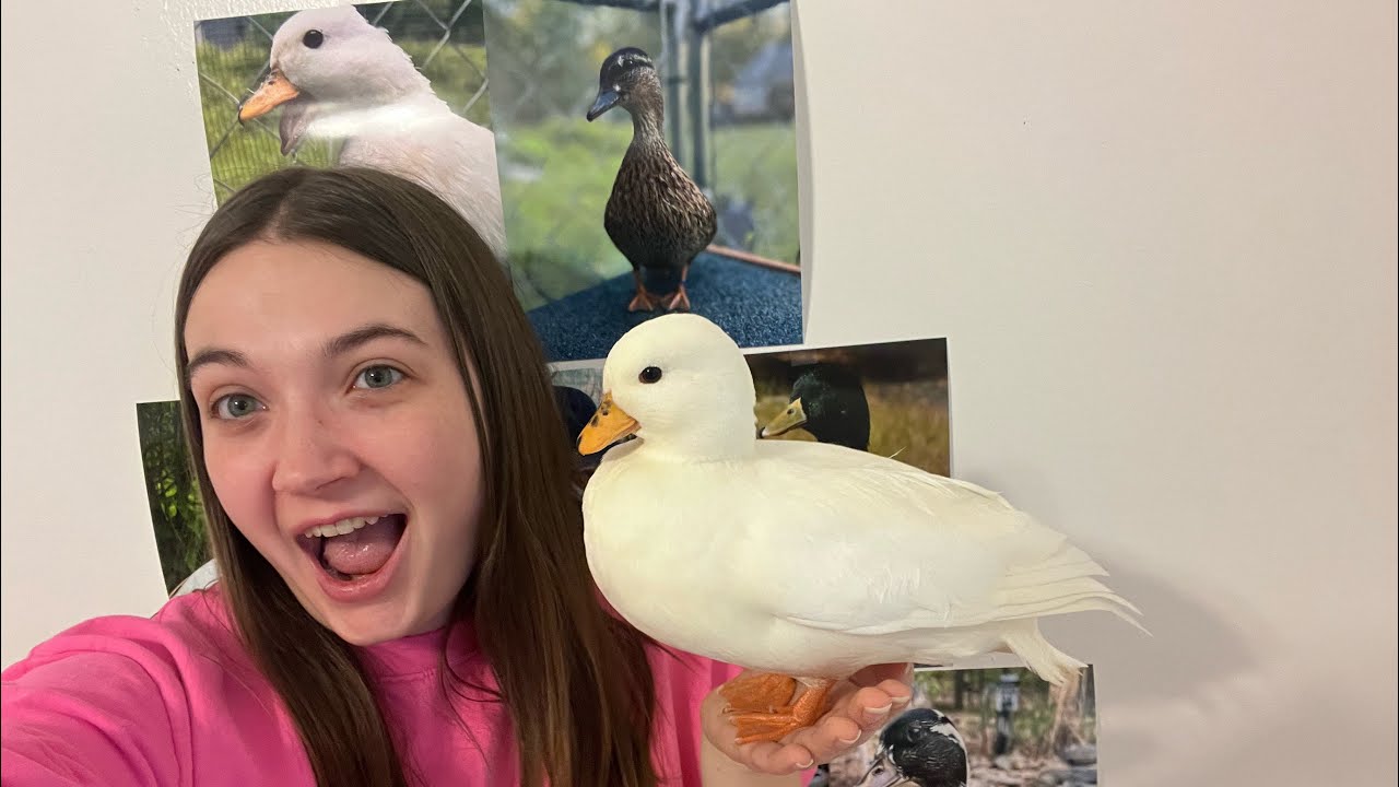 Ranking My Pet Ducks Week 17 | Featuring Sugar The Duck