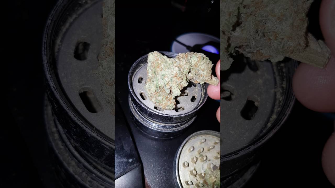 Dutch Dragon Strain Review