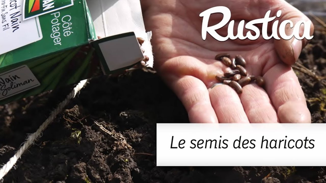 Semer des haricots plus tôt