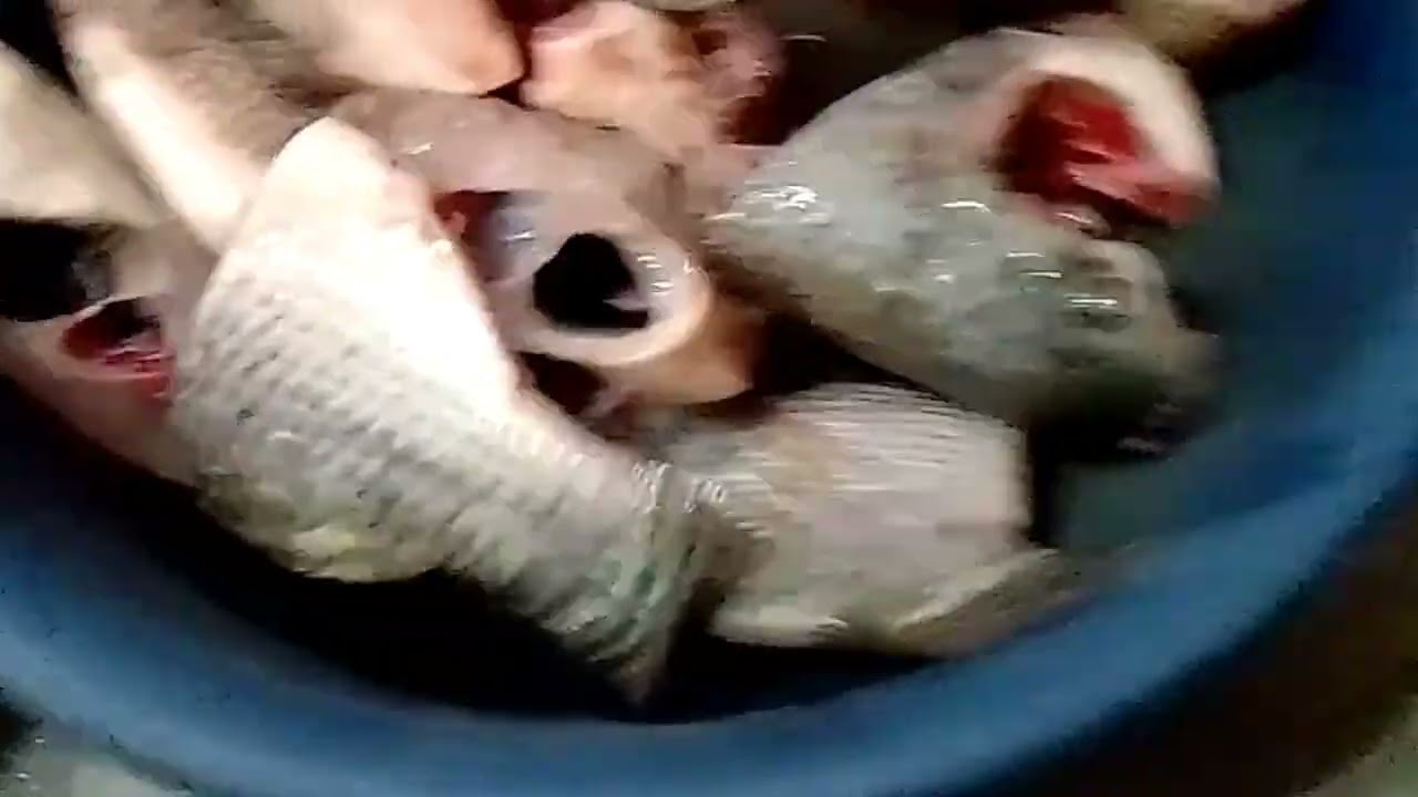 জীবনটাই তো একটা গল্প📚 #youtube #story #vlog #subscribe #fish #foryou 