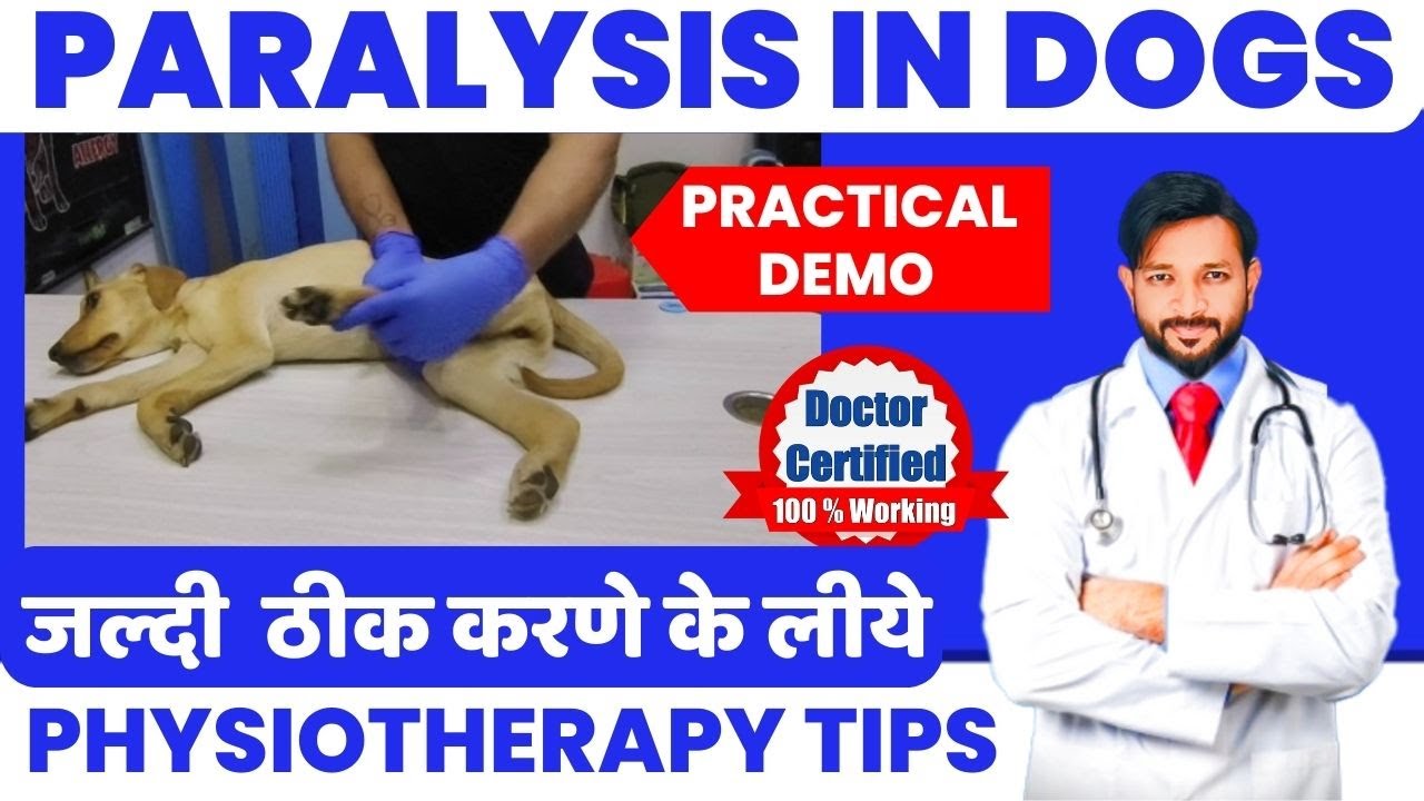 Dog Physical therapy Back Legs | Physical Therapy for Dogs Back Legs Paralysis Treatment in Dogs