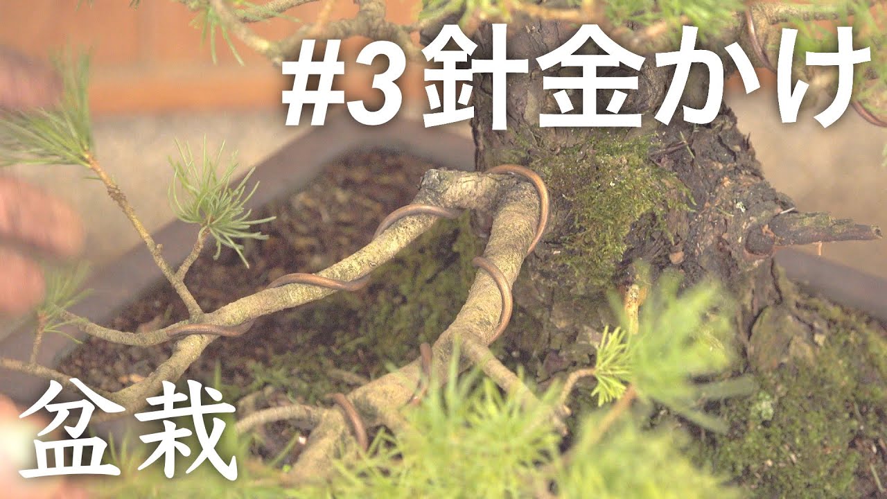 【針金と剪定③】盆栽の針金かけ / 那須五葉松