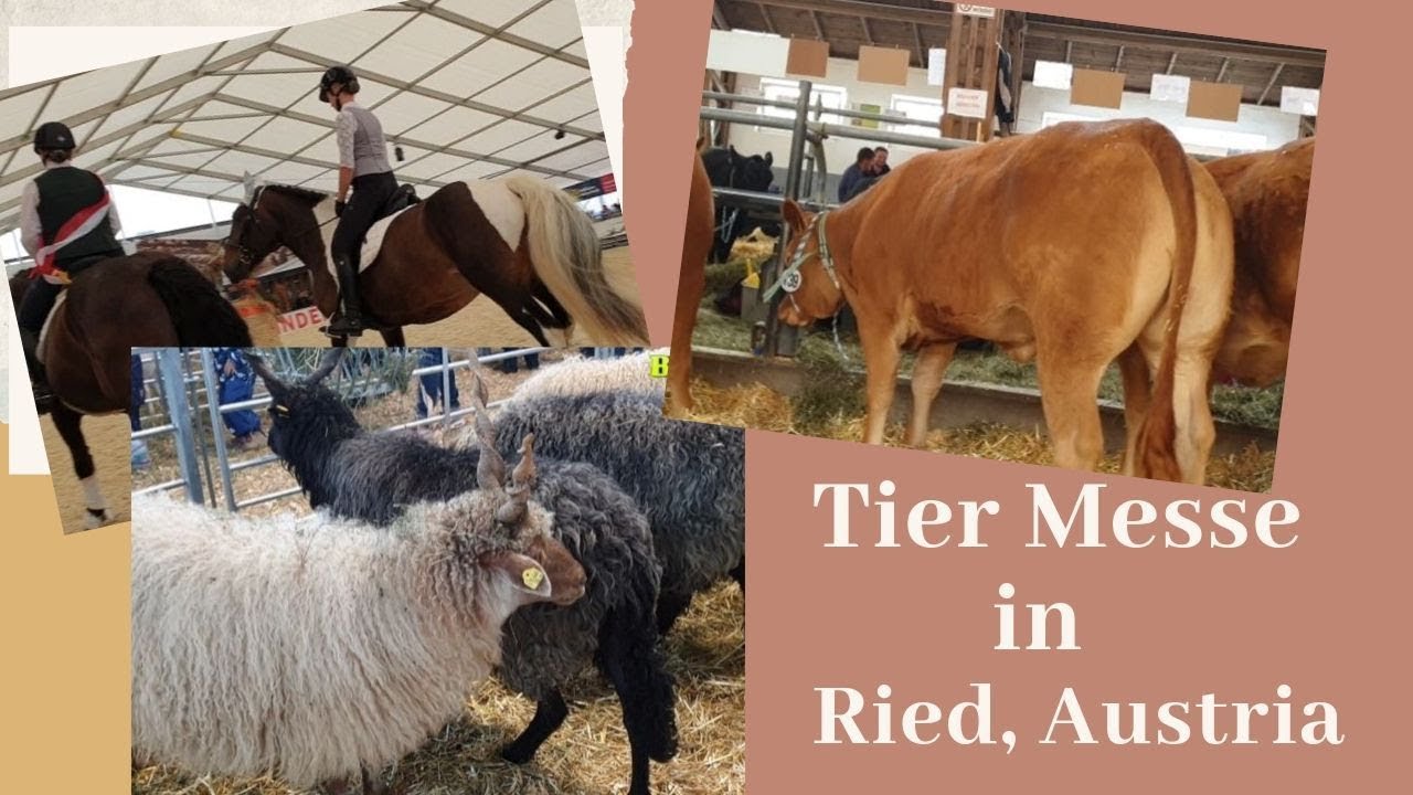 #Messe #Ried Die RIEDER MESSE 2019 | JK ECK