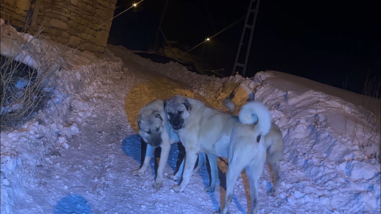 BUGÜN BURAYI JANDARMALAR SARDI :)