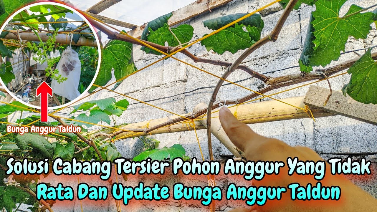Solusi cabang tersier pohon anggur yang ompong dan review bunga anggur taldun