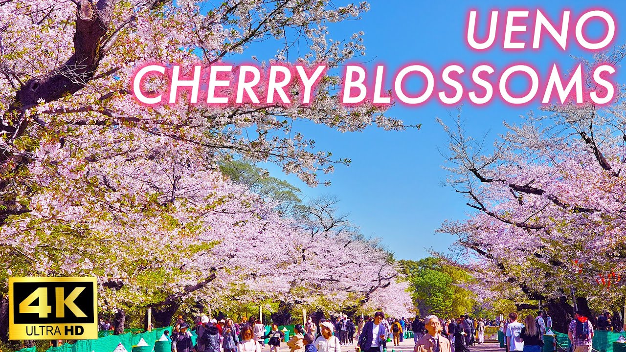 【4K Japan Sakura 2024】Beautiful cherry blossoms remain in Ueno Park the day after the rainstorm