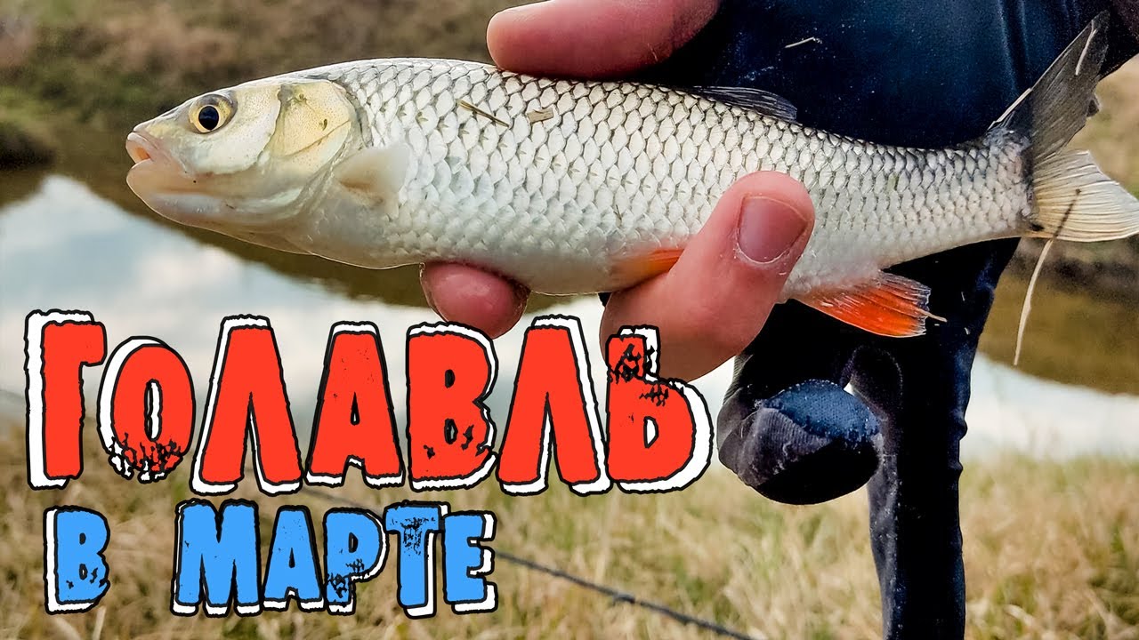 Ловля голавля в марте на воблеры