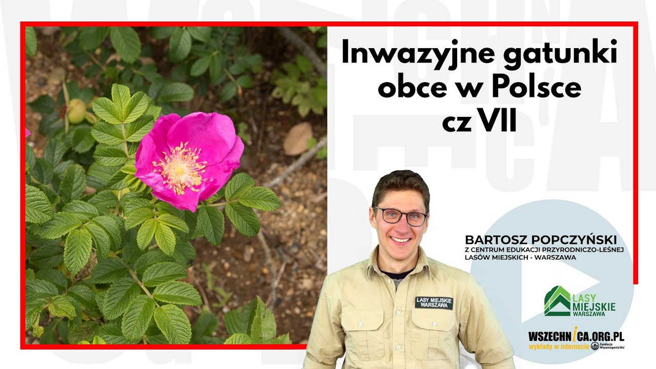 Inwazyjne gatunki obce w Polsce cz.7 / Bartosz Popczyński