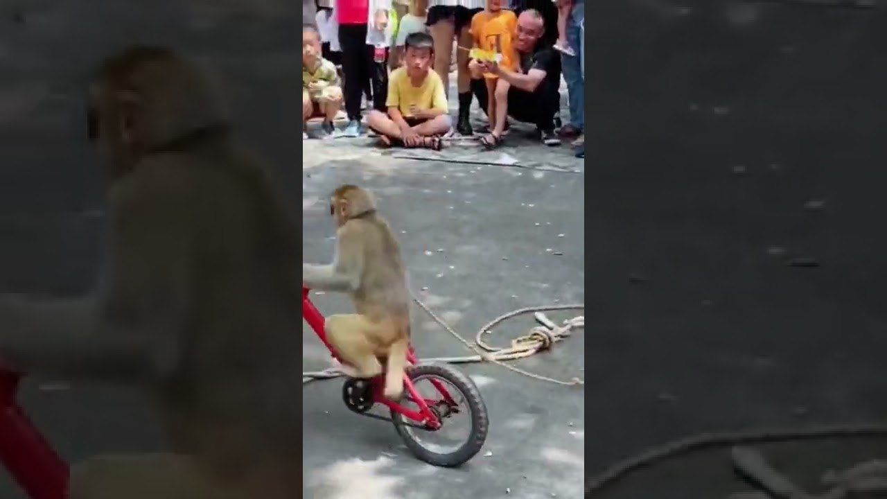 monkey 🐒🐒 circus performance