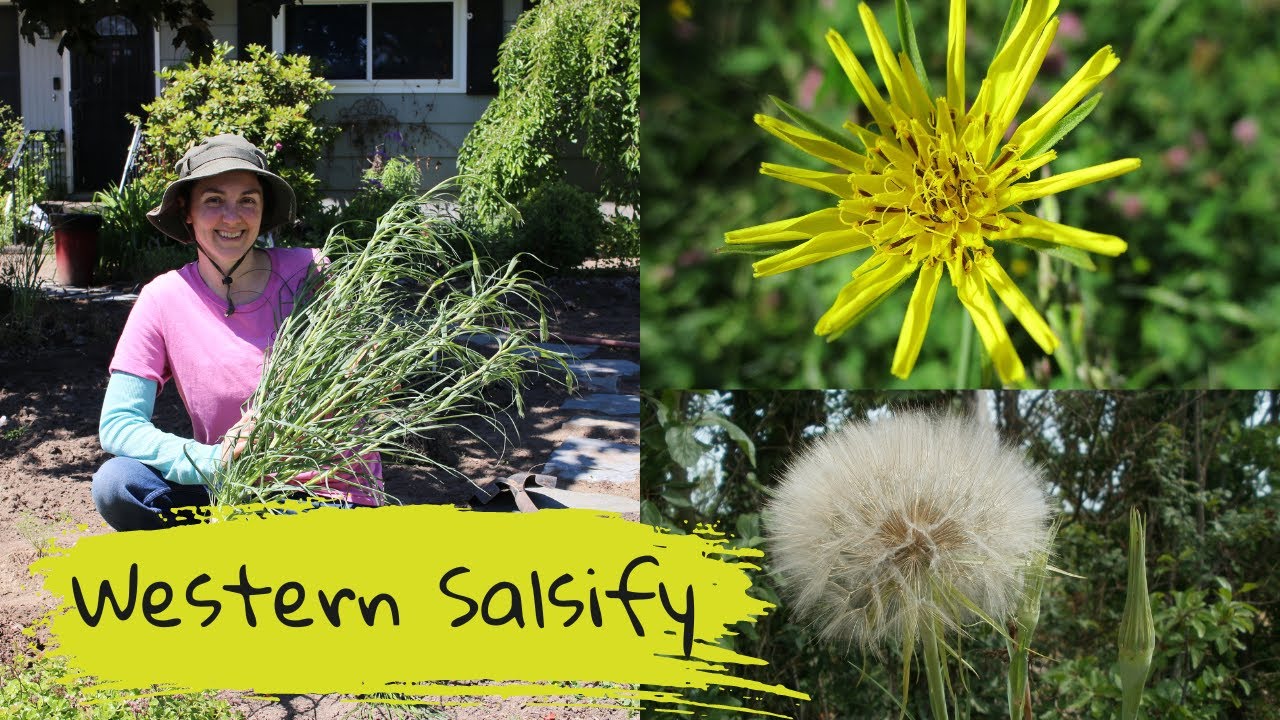 Western Salsify - Tragopogon dubious