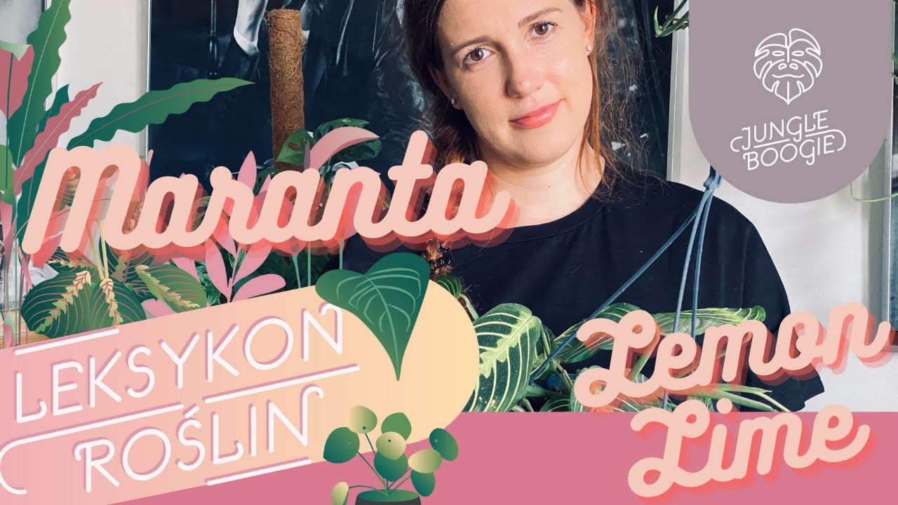 Maranta Lemon Lime  - uprawa i pielęgnacja. Czy rzeczywiście trudniejsza od zwykłej maranty?