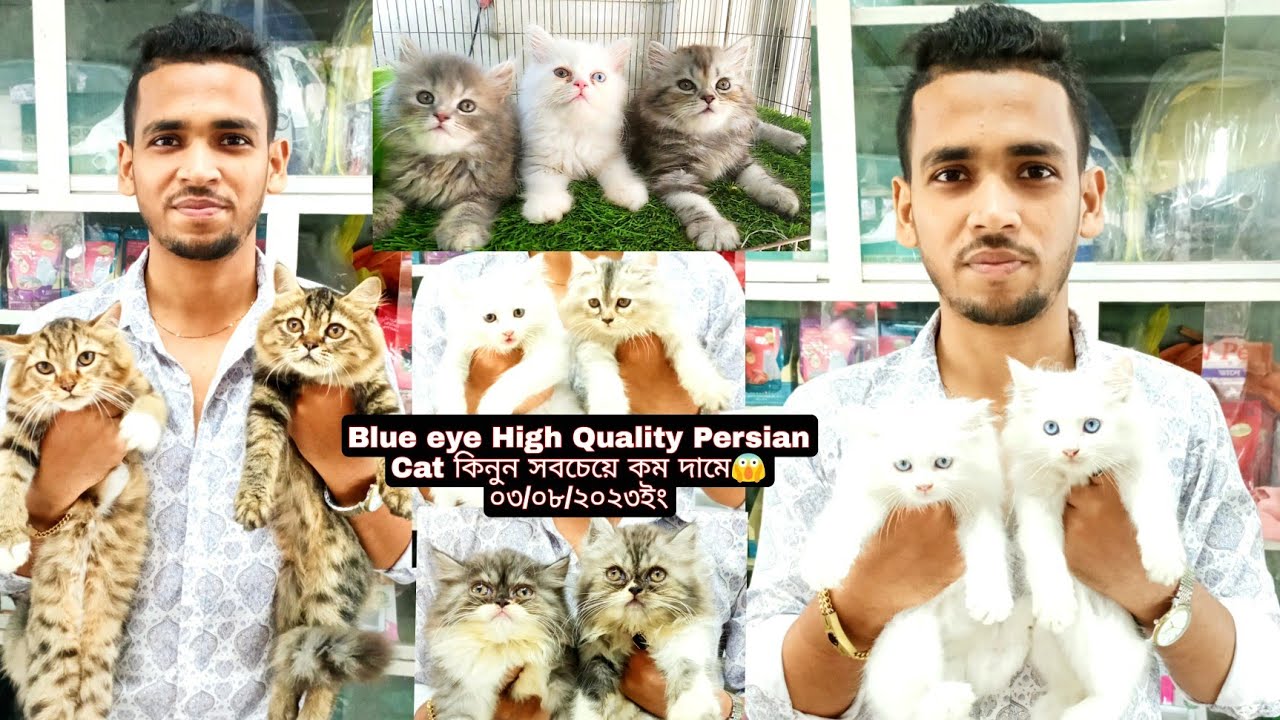Blue eye Persian cat | এবং লং কোড এর বাচ্চা পার্সিয়ান ক্যাট | Katabon Dhaka-1000😱