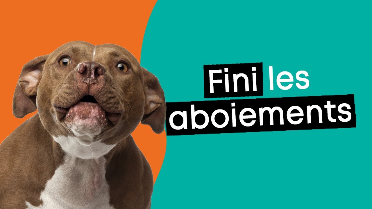 Comment arrêter les aboiements anxieux de mon chien ? #3  Dr. COZ