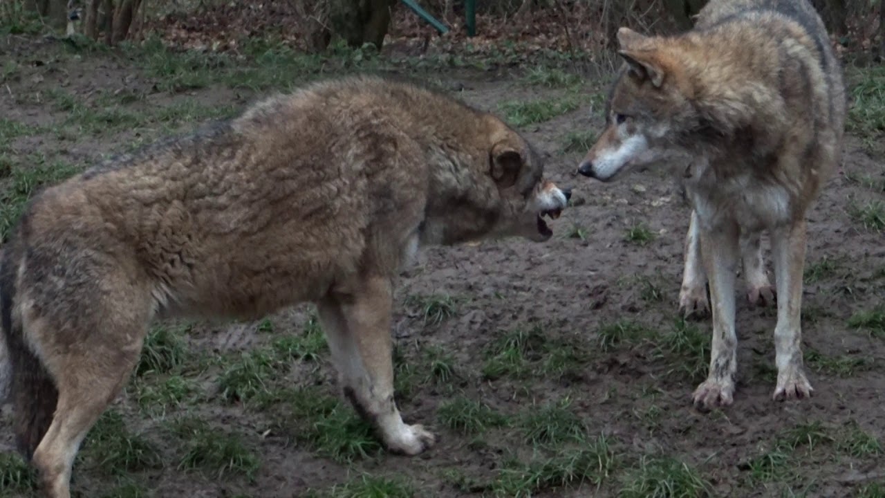 Dominance display between two wolves. Submission by 