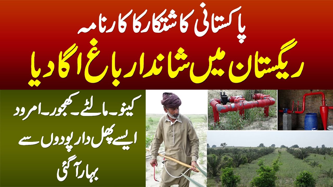 Pakistani Kashtkar Ka Karnama - Desert Me Bagh Uga Dia - Kinnow Malta Khajoor Amrood Se Bahar Aa Gai