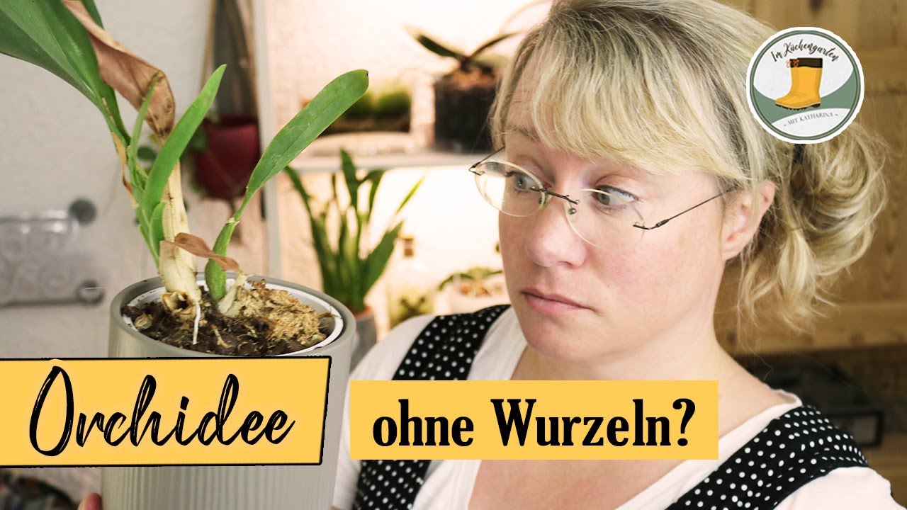 🌺 Orchideen ohne Wurzeln retten - so geht's!!