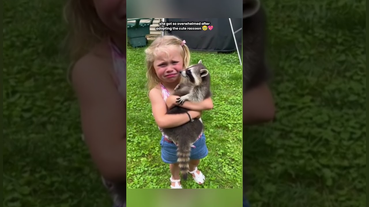 Енот вспомнил человека, который его спас 🦝❤️‍🩹