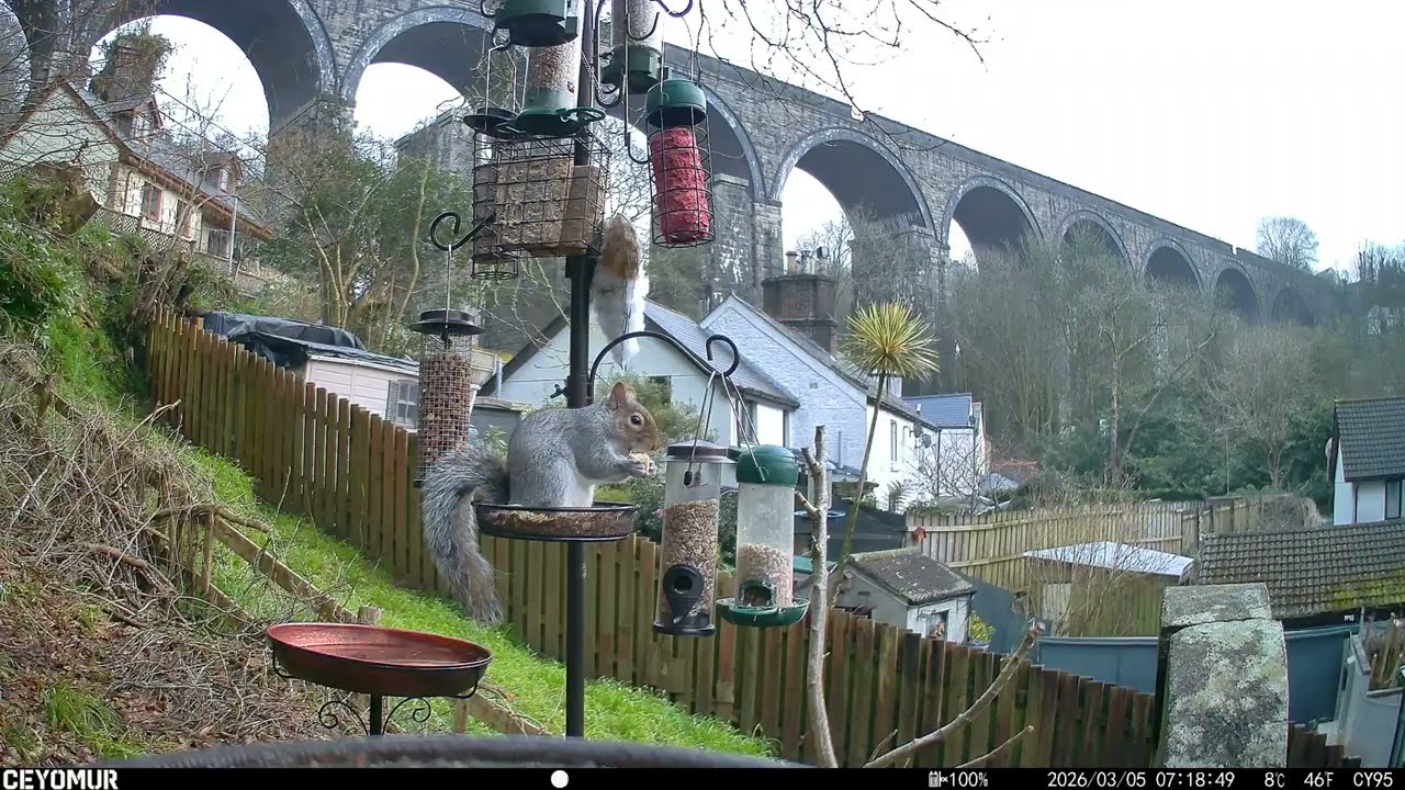 Robin Love Story or Territory Battle? 🐦 Feeder Frenzy Mystery | Squirrel Acrobatics & Wren Serenade