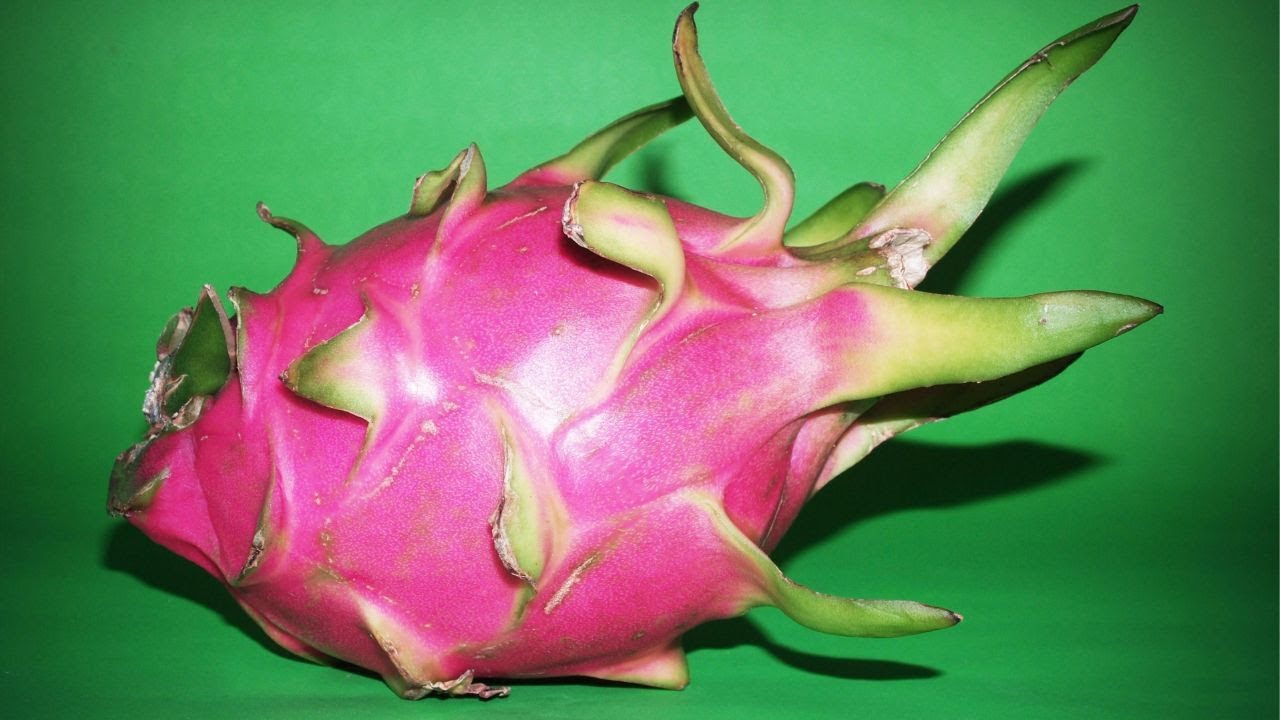 Pitaya | Fruta do dragão com muito Exotismo