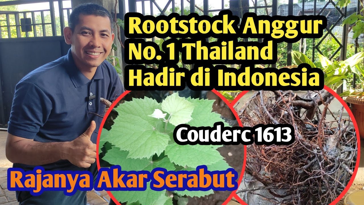 Couderc 1613: Batang Bawah Anggur Import No. 1 Thailand || Rajanya Akar Serabut