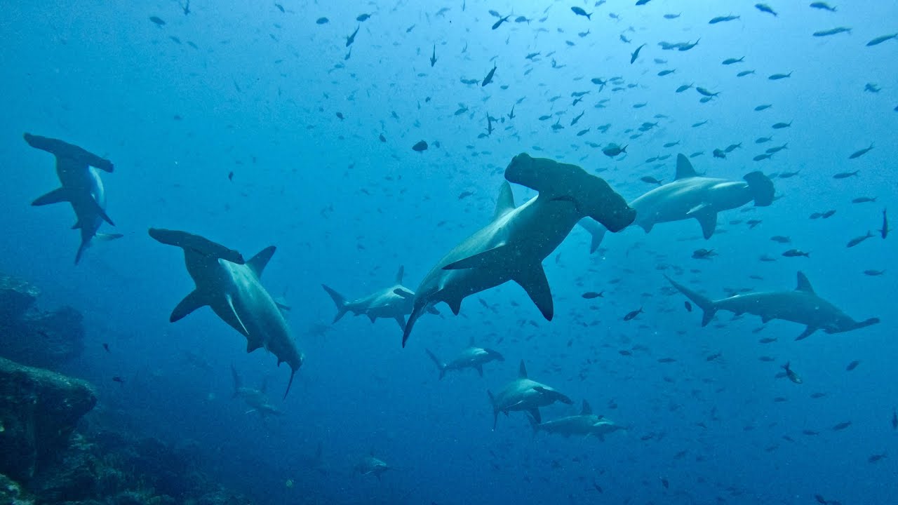 Diving in Galapagos - September 2023