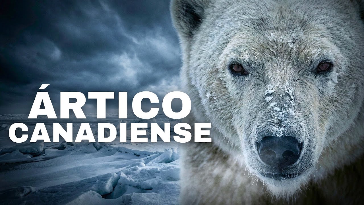 ÁRTICO CANADIENSE | Vida Extrema: Al Límite de la Supervivencia | Documental 4K