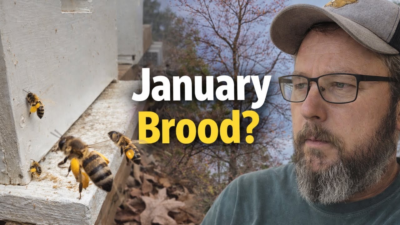 January Bees Bringing Pollen?! Early Brood, Red Maples & Spring Signals