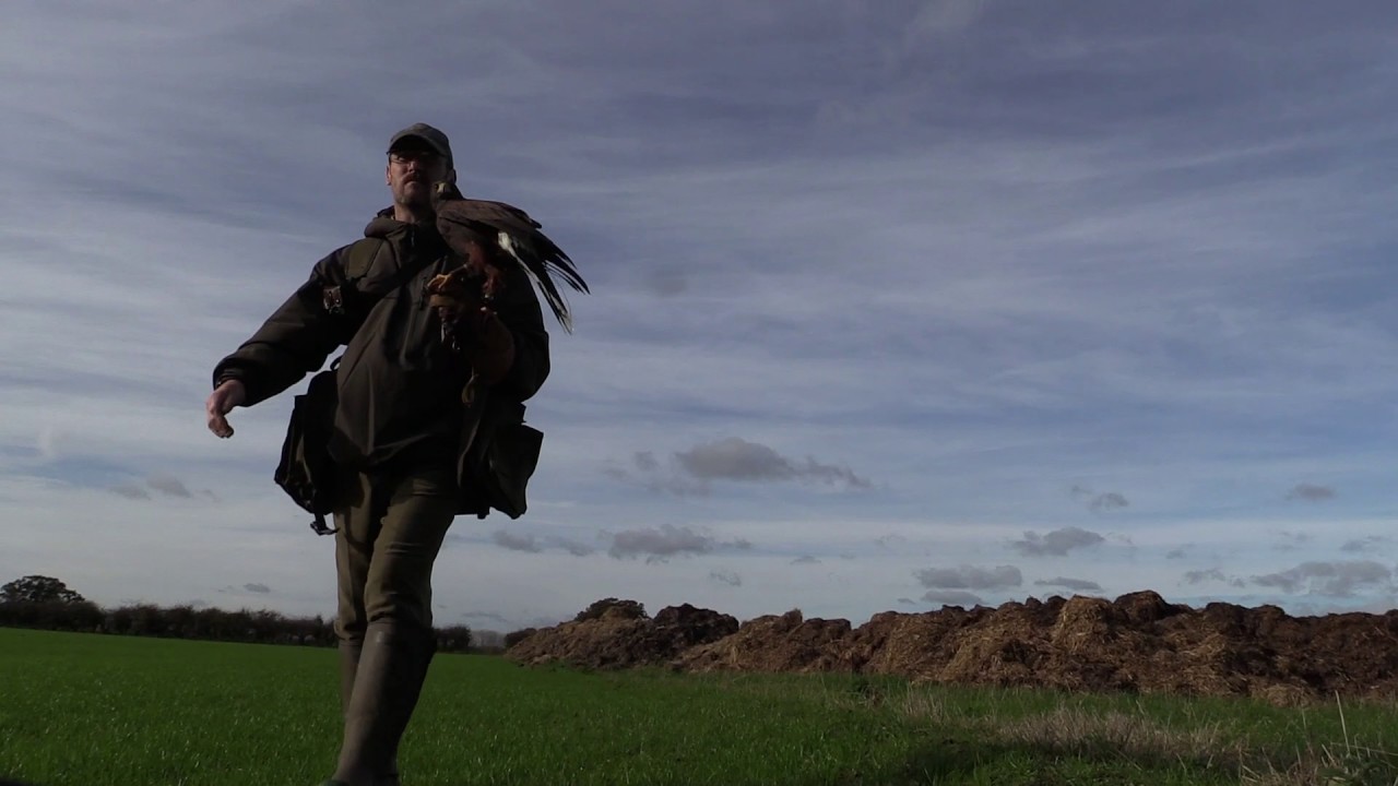 Ferreting and Hawking in Suffolk