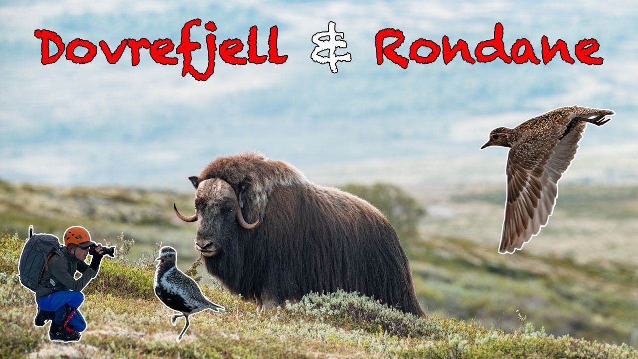 Up Close in Norway’s Mountains: Geiranger, Dovre Fjell & Rondane NP – Musk Ox & Adventure