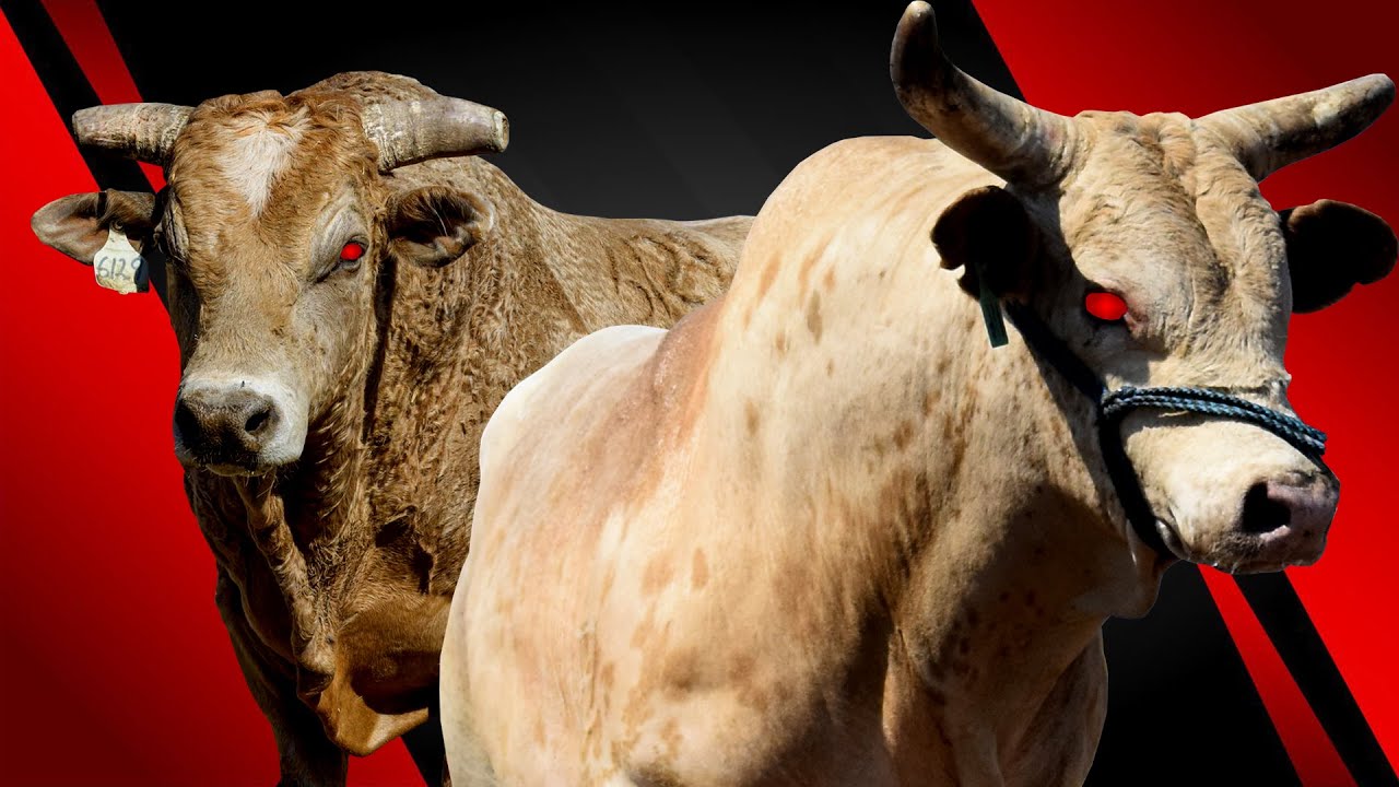 El mejor criadero de toros de reparo en el mundo