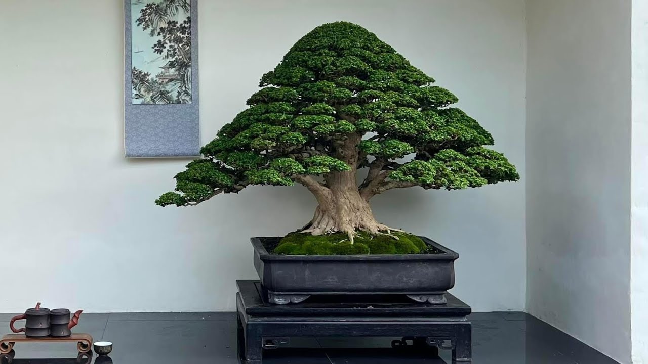 Kumpulan Bonsai sancang Kontes dominan sancang yang juara