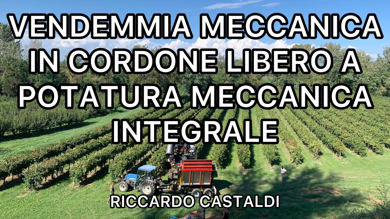 Vite. Vendemmia meccanica di un cordone libero a potatura meccanica integrale.