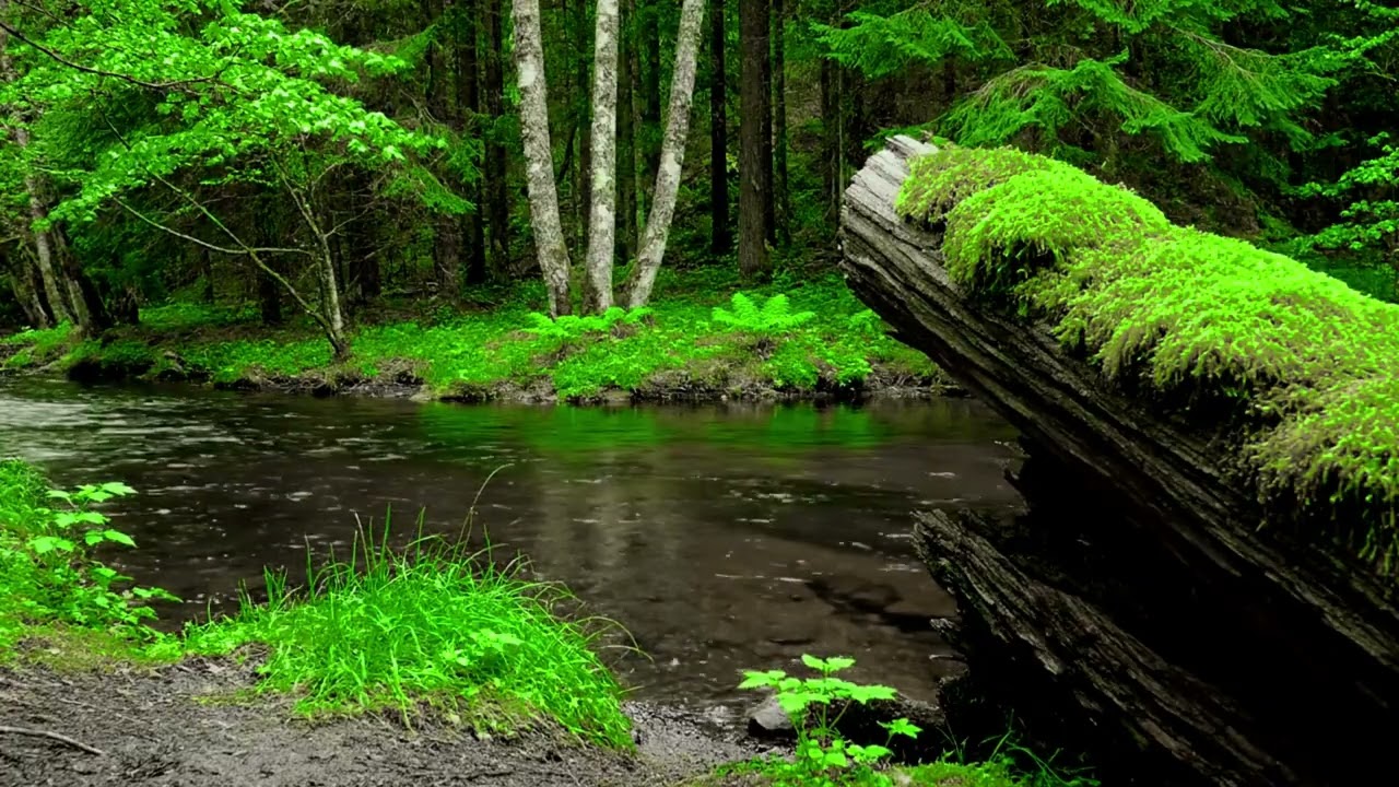 Calming River Forest & Birds Chirping 🌿 Gentle Flowing River Sounds for Deep Sleep & Focus
