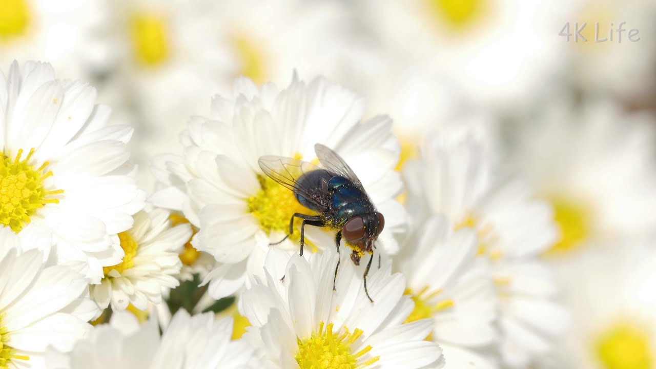 キンバエ属の一種 Green bottle fly［4K 昆虫 Insect］