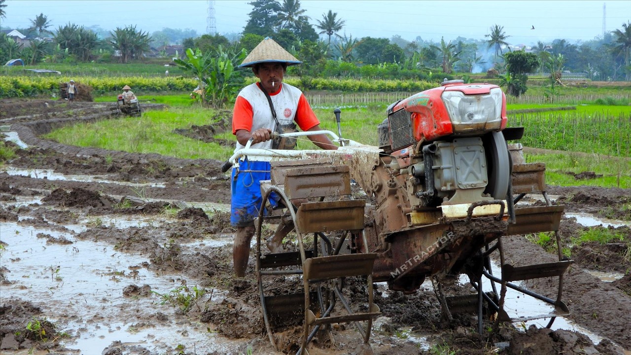 Walking Tractor DESTROYS Wet Field for Rice Planting! 💪