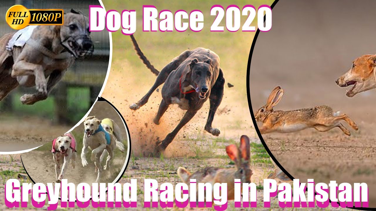 Dog Race In Pakistan 2020 | Dog Competition | Greyhound Racing New Shikar in Pakistan 2020