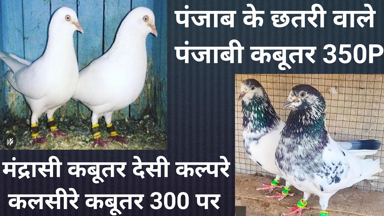 22/12/25/ पंजाब से आगये सबसे सस्ते पंजाबी छतरी वाले कबूतर 350 पर मे मंद्रासी देसी कबूतर 300 पर मे 