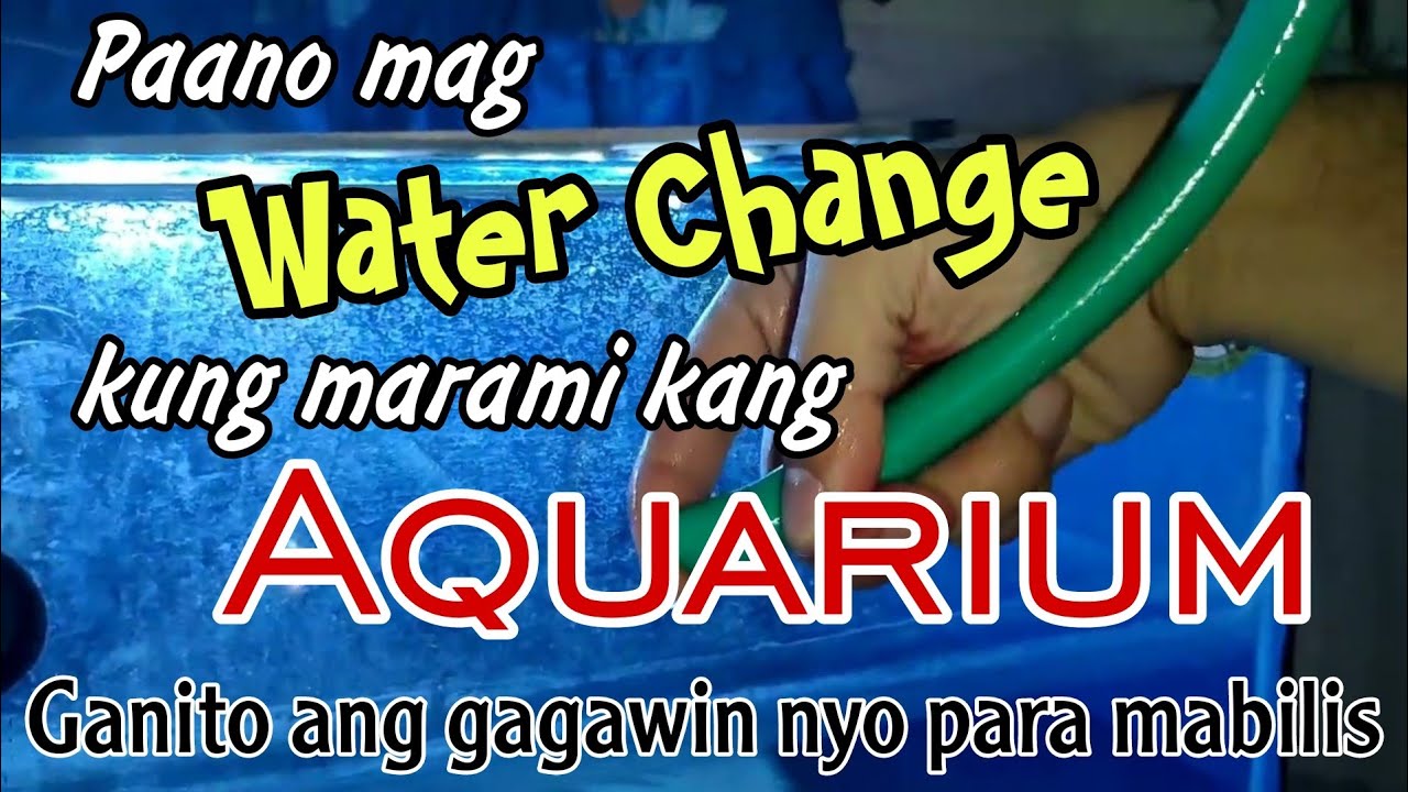 Paano Mag Water Change Kung Marami Kang Aquarium?