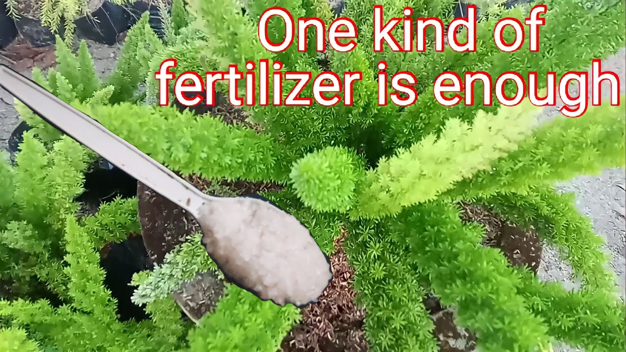 Paano pakapalin ng mabilis ang foxtail? one kind of fertilizer is enough.