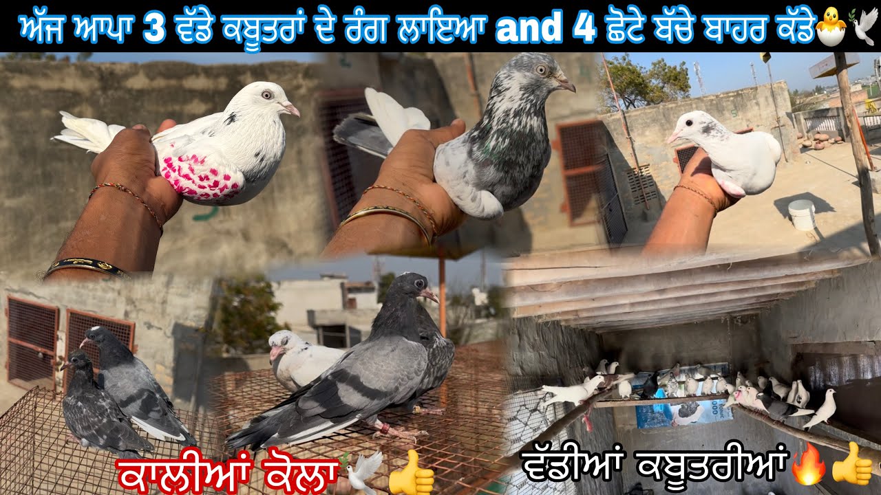 ਅੱਜ ਆਪਾ 3 ਵੱਡੇ ਕਬੂਤਰਾਂ ਦੇ ਰੰਗ ਲਾਇਆ and 4 ਛੋਟੇ ਬੱਚੇ ਬਾਹਰ ਕੱਡੇ 🐣🕊️||ਦੇਖੋ ਵਲੋਗ and ਚੈਨਲ ਕਰੋ subscribe 