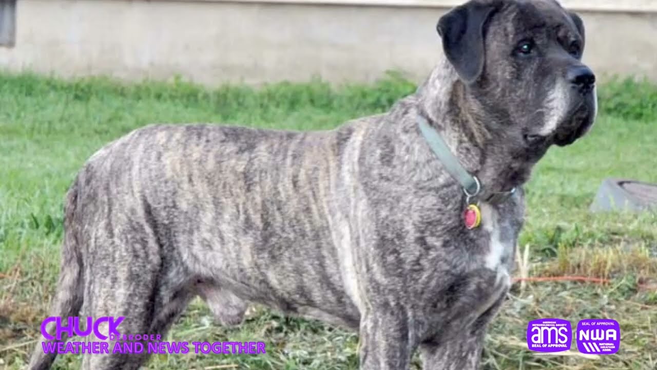 American dog breeds.