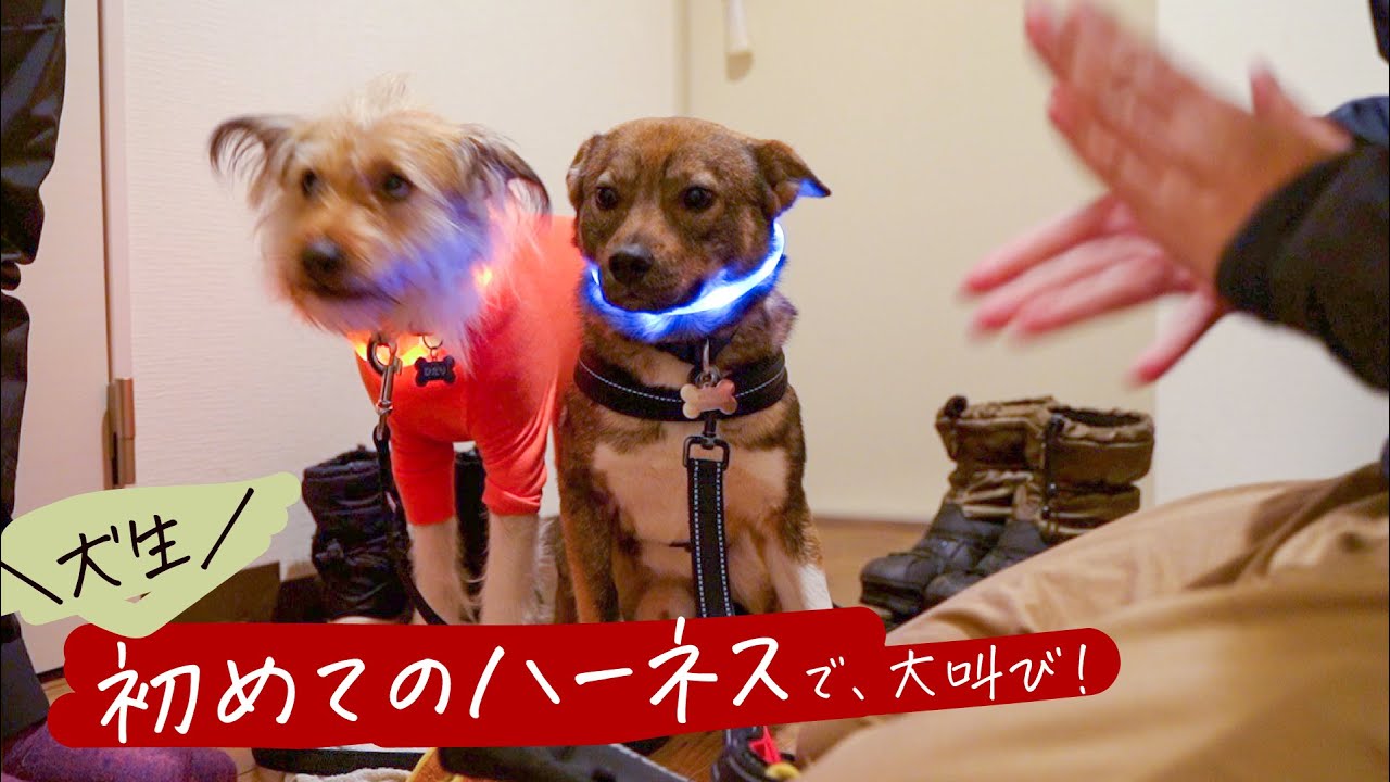 保護犬チャーリー初めてのハーネスに挑戦で大叫び！トラブルと幸せがたくさんな日！（おじさん登場！）