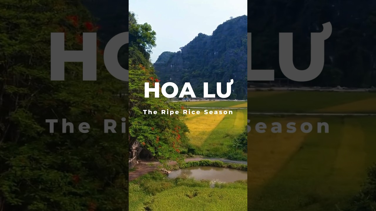 Experience the Enchanting Ripe Rice Season in Hoa Lu #HoaLu #RipeRiceSeason #NinhBinh #travel