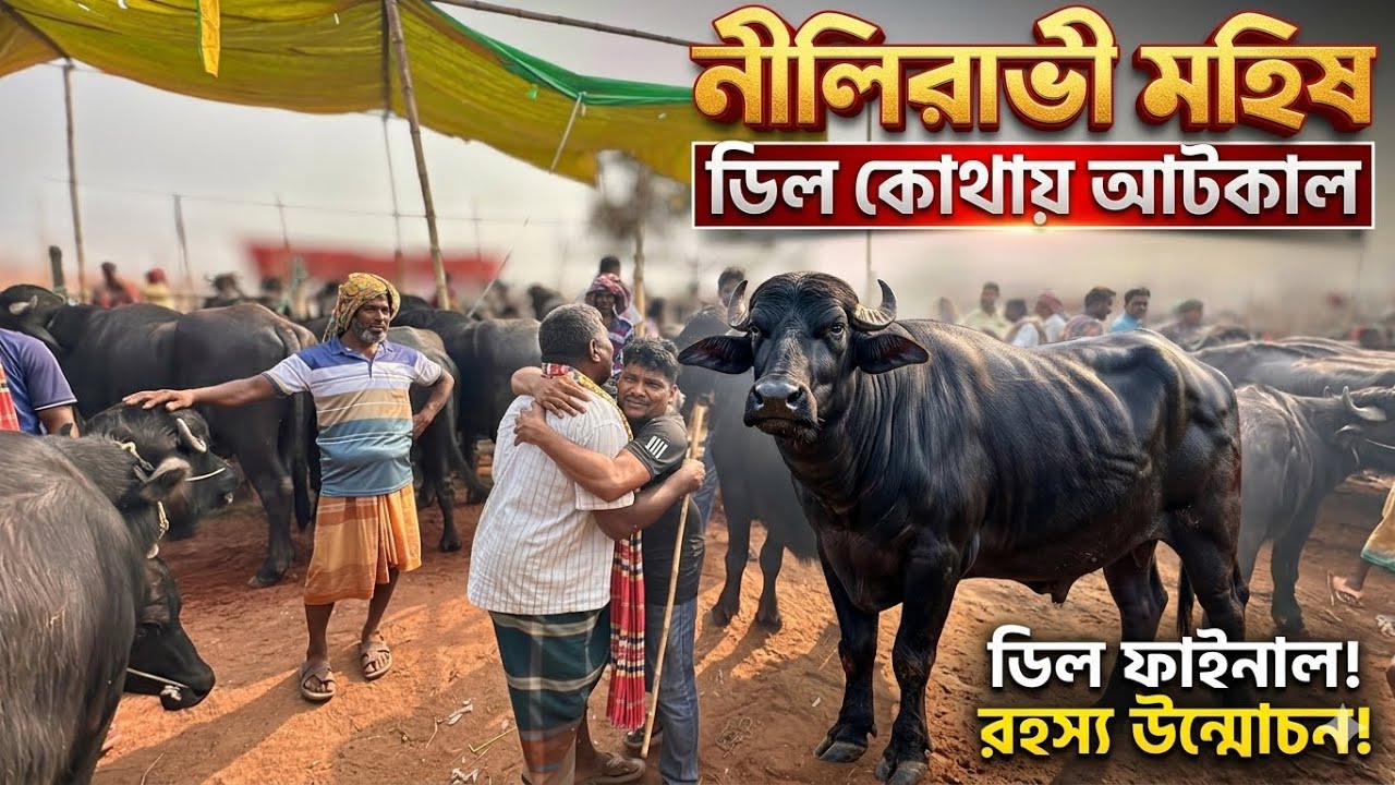 সিটি হাটে পিয়ারুল ব্যাপারীর নীলিরাভী মহিষ 🔥আকরাম ভাই এর কঠিন দর দাম | Rajshahi Buffalo Market