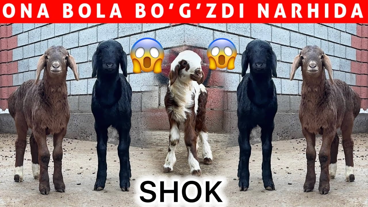ONA BOLA BOGOZDI NARHIDA SHOK 😱 4.500 DAN MURODJON ARZONCHIDA