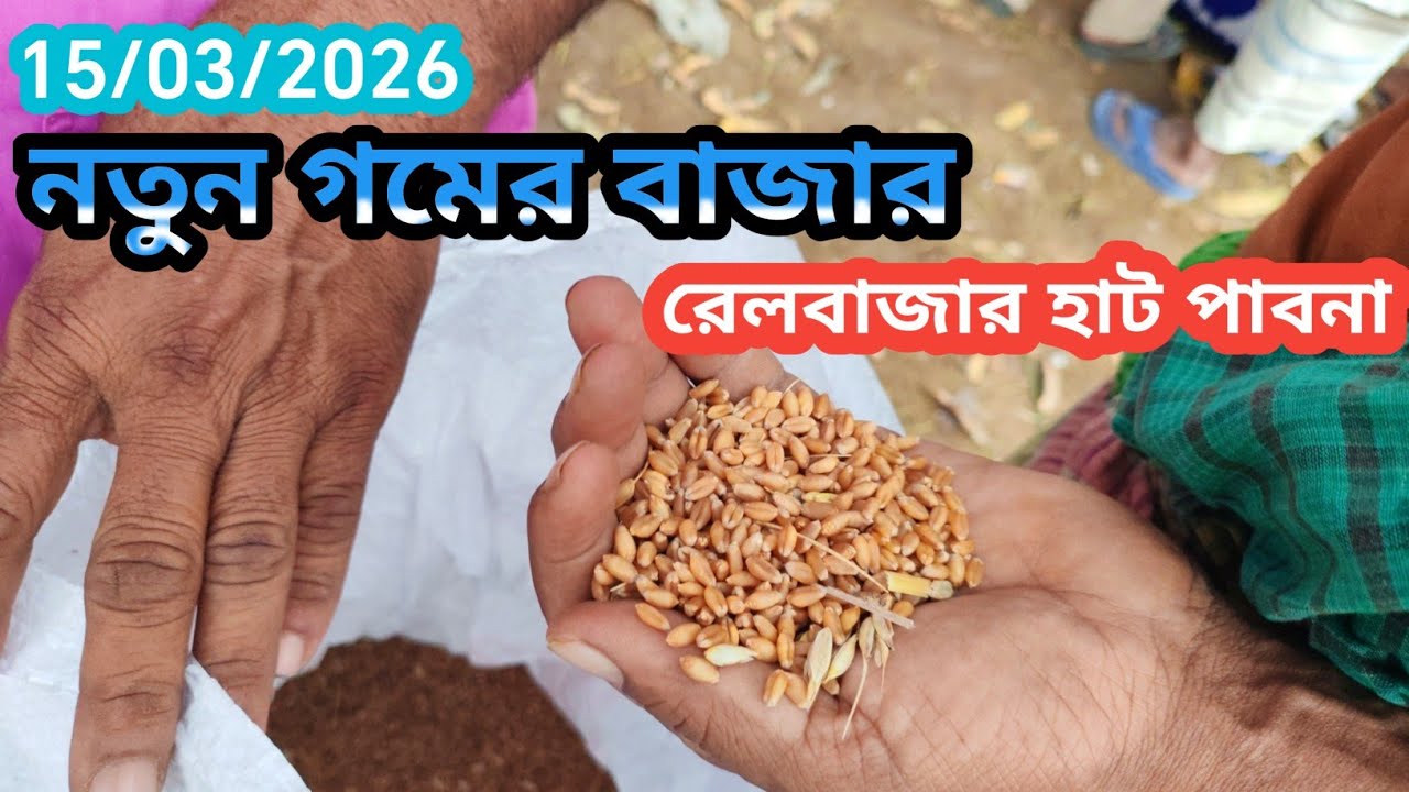 15 March 2026 নতুন গমের বাজার দর। আজকের গমের বাজার দর 