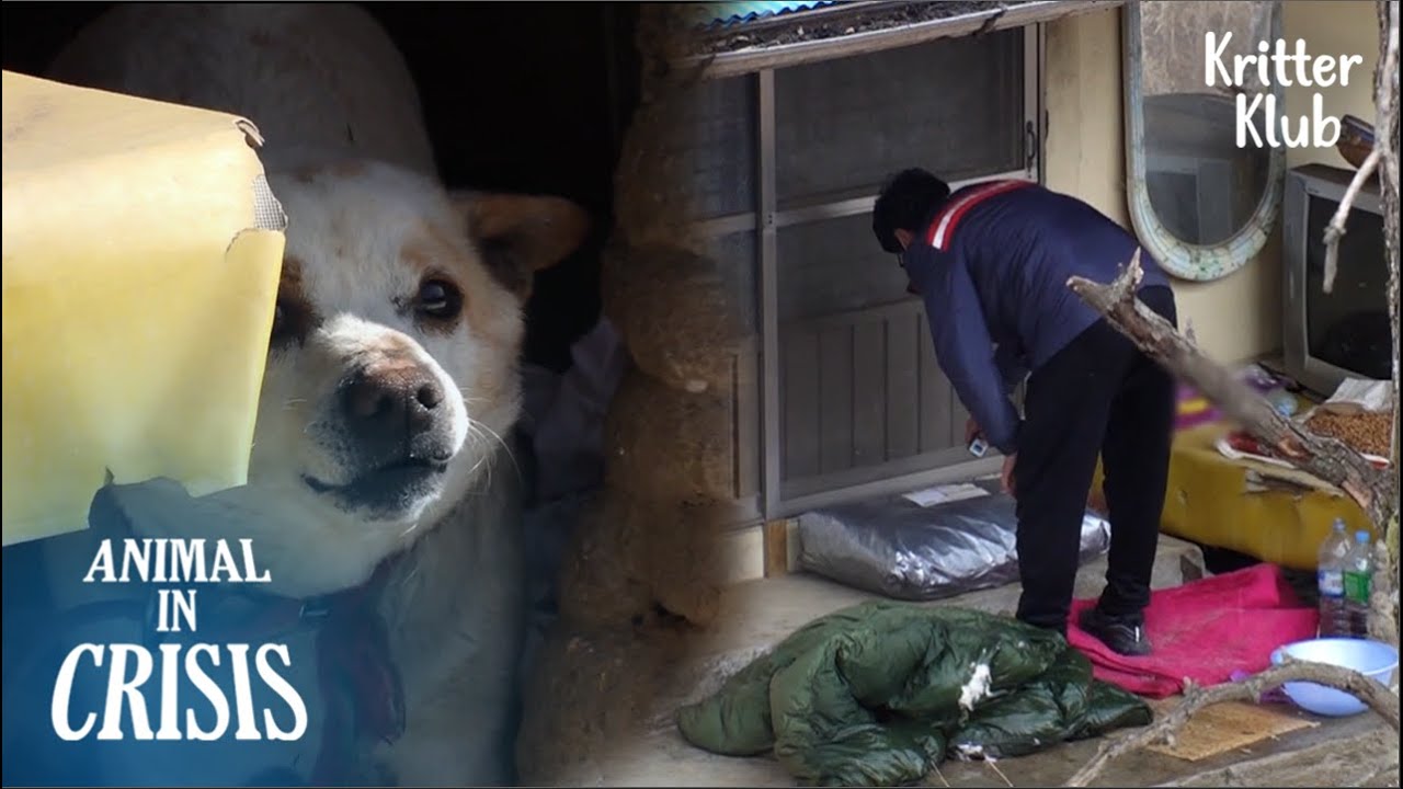 Таинственная посылка доставлена собаке, живущей в пустом доме l Animal in Crisis 320