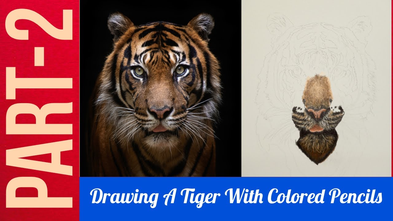 Drawing A Tiger Using Colored Pencils | Part-2